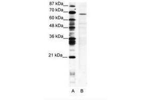 Image no. 1 for anti-PC4 and SFRS1 Interacting Protein 1 (PSIP1) (AA 311-360) antibody (ABIN202722) (PSIP1 抗体  (AA 311-360))