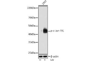 Western blot analysis of extracts of 293T cells, using Phospho-c-Jun-T91 Rabbit mAb (ABIN7268057) at 1:1000 dilution. (C-JUN 抗体  (pThr91))