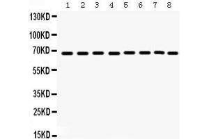 Western Blotting (WB) image for anti-Protein tyrosine Phosphatase, Non-Receptor Type 11 (PTPN11) (AA 69-99), (N-Term) antibody (ABIN3043912) (PTPN11 抗体  (N-Term))