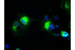 Anti-PROM2 mouse monoclonal antibody (ABIN2452262) immunofluorescent staining of COS7 cells transiently transfected by pCMV6-ENTRY PROM2 (RC211605). (Prominin 2 抗体)