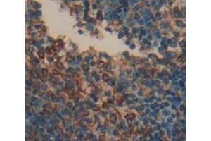 IHC-P analysis of Mouse Tissue, with DAB staining. (BCMA 抗体  (AA 71-184))