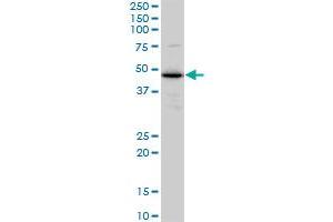 Western Blotting (WB) image for anti-Endoplasmic Reticulum Protein 44 (ERP44) (AA 30-406) antibody (ABIN565003)
