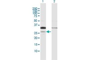 Western Blot analysis of PPAP2A expression in transfected 293T cell line by PPAP2A MaxPab polyclonal antibody.