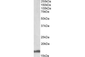 ABIN571062 (1µg/ml) staining of Human Cerebellum lysate (35µg protein in RIPA buffer). (GAL 抗体  (Internal Region))
