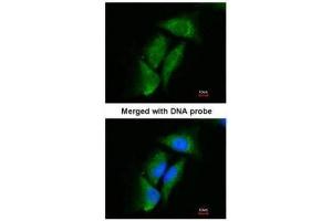 ICC/IF Image Immunofluorescence analysis of paraformaldehyde-fixed HeLa, using Dipeptidyl-peptidase 3, antibody at 1:200 dilution. (DPP3 抗体)