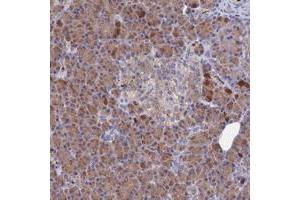 Immunohistochemical staining of human pancreas with C4orf27 polyclonal antibody  shows moderate cytoplasmic positivity in exocrine glandular cells at 1:200-1:500 dilution. (C4ORF27 抗体)