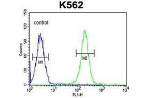 Flow Cytometric analysis of K562 cells using PAX1 Antibody (C-term) Cat. (PAX1 抗体  (C-Term))