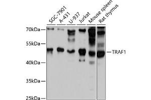 Western blot analysis of extracts of various cell lines, using TR antibody (ABIN1683118, ABIN3015094, ABIN3015095 and ABIN6213637) at 1:3000 dilution. (TRAF1 抗体  (AA 217-416))