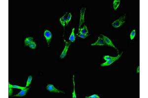 Immunofluorescent analysis of Hela cells using ABIN7145318 at dilution of 1:100 and Alexa Fluor 488-congugated AffiniPure Goat Anti-Rabbit IgG(H+L) (BCL2A1 抗体  (AA 1-175))