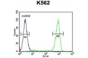 Flow cytometric analysis of K562 cells using OC90 Antibody (Center) Cat. (OC90 抗体  (Middle Region))