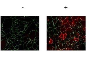 Immunofluorescence Microscopy of Rabbit anti-JAMA pY280 antibody. (F11R 抗体  (pTyr280))