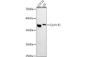 Western blot analysis of extracts of various cell lines, using Cyclin B1 antibody (ABIN7266555) at 1:500 dilution.