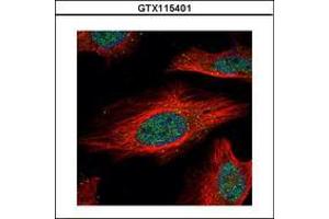 Image no. 3 for anti-Interferon Regulatory Factor 9 (IRF9) (AA 171-393) antibody (ABIN1498905) (IRF9 抗体  (AA 171-393))