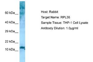 Host: RabbitTarget Name: RPL36Antibody Dilution: 1. (RPL36 抗体  (N-Term))