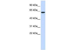 LINGO4 antibody used at 1 ug/ml to detect target protein. (LINGO4 抗体  (Middle Region))