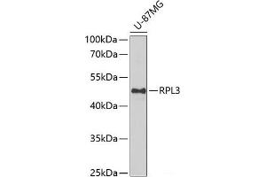 Western blot analysis of extracts of U-87MG cells using RPL3 Polyclonal Antibody at dilution of 1:1000. (RPL3 抗体)
