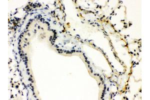 Anti- XBP Picoband antibody, IHC(P) IHC(P): Mouse Lung Tissue (XBP1 抗体  (N-Term))