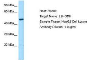 Image no. 1 for anti-L-2-Hydroxyglutarate Dehydrogenase (L2HGDH) (AA 211-260) antibody (ABIN6749991) (L2HGDH 抗体  (AA 211-260))