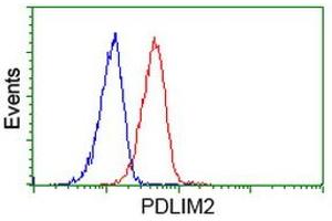 Image no. 2 for anti-PDZ and LIM Domain 2 (PDLIM2) antibody (ABIN1500126) (PDLIM2 抗体)