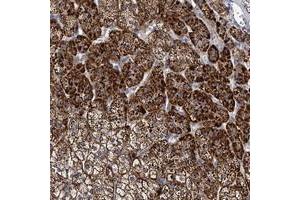 Immunohistochemical staining of human adrenal gland with PANX2 polyclonal antibody  shows strong cytoplasmic positivity in cortical cells. (Pannexin 2 抗体)