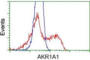 Image no. 7 for anti-Aldo-Keto Reductase Family 1, Member A1 (Aldehyde Reductase) (AKR1A1) antibody (ABIN1496539) (AKR1A1 抗体)