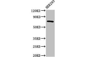 Western Blot Positive WB detected in: HEK293 whole cell lysate All lanes: AACS antibody at 2. (AACS 抗体  (AA 435-598))