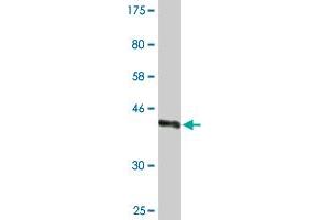 Western Blot detection against Immunogen (37. (WWP1 抗体  (AA 152-260))