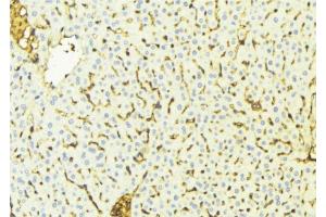 Immunohistochemistry (IHC) image for anti-Voltage-Dependent Anion Channel 1 (VDAC1) (C-Term) antibody (ABIN6265957)