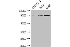 Western Blot Positive WB detected in: RAW264. (TNFAIP3 抗体  (AA 97-183))
