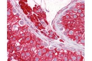 Anti-RTN4 / Nogo antibody IHC of human testis. (Reticulon 4 抗体  (AA 14-30))