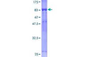 CDC16 Protein (AA 1-620) (GST tag)