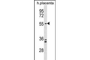 PD5 Antibody (N-term) (ABIN1538868 and ABIN2849912) western blot analysis in human placenta tissue lysates (35 μg/lane). (PAPD5 抗体  (N-Term))