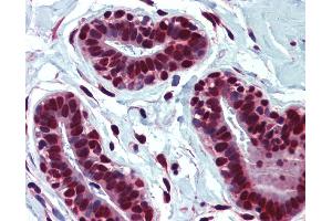 IHC Information: Paraffin embedded breast tissue, tested with an antibody dilution of 5 ug/ml.