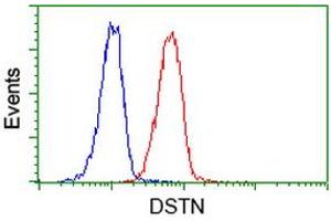 Image no. 11 for anti-Destrin (Actin Depolymerizing Factor) (DSTN) antibody (ABIN1497910) (Destrin 抗体)