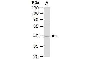 WB Image DUSP6 antibody [N2C3] detects DUSP6 protein by western blot analysis.