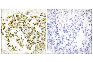 Immunohistochemistry (IHC) image for anti-Musculin (MSC) (C-Term) antibody (ABIN1849010) (Musculin 抗体  (C-Term))