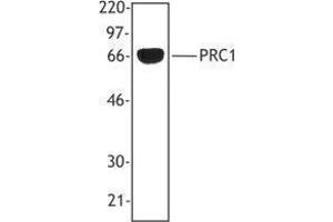 Western Blotting (WB) image for anti-Protein Regulator of Cytokinesis 1 (PRC1) antibody (ABIN2665339) (PRC1 抗体)