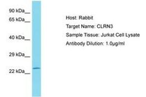 Image no. 1 for anti-Clarin 3 (CLRN3) (AA 151-200) antibody (ABIN6750827) (Clarin 3 抗体  (AA 151-200))