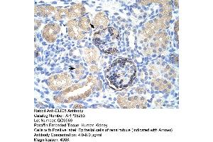 Human kidney (CLIC5 抗体  (C-Term))