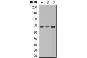 Western blot analysis of Beta-galactosidase expression in Hela (A), A549 (B), NIH3T3 (C) whole cell lysates.