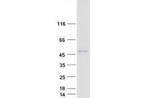 Western Blotting (WB) image for Abhydrolase Domain Containing 3 (ABHD3) protein (Myc-DYKDDDDK Tag) (ABIN2714281)