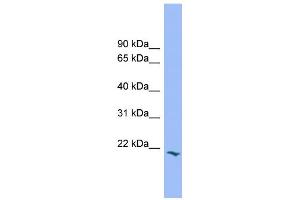 WB Suggested Anti-PRRG2 Antibody Titration:  0. (PRRG2 抗体  (Middle Region))