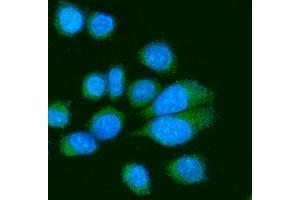IF analysis of Poliovirus Receptor/PVR using anti-Poliovirus Receptor/PVR antibody (ABIN7601077).