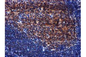 Image no. 2 for anti-PIH1 Domain Containing 2 (PIH1D2) (AA 1-315) antibody (ABIN1490740) (PIH1D2 抗体  (AA 1-315))