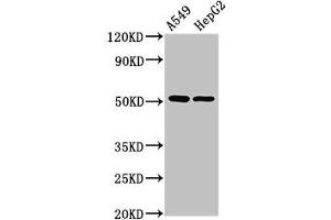 Western Blot Positive WB detected in: A549 whole cell lysate, HepG2 whole cell lysate All lanes: PPOX antibody at 2. (PPOX 抗体  (AA 1-477))