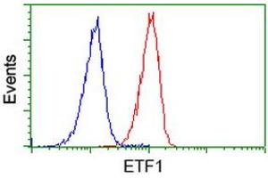 Image no. 3 for anti-Eukaryotic Translation Termination Factor 1 (ETF1) antibody (ABIN1498129) (ETF1 抗体)