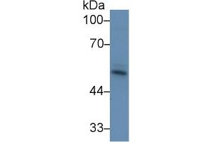 Western Blot; Sample: Bovine Skeletal muscle lysate; Primary Ab: 1µg/ml Rabbit Anti-Bovine ACVR2A Antibody Second Ab: 0.