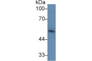 Western Blot; Sample: Bovine Skeletal muscle lysate; Primary Ab: 1µg/ml Rabbit Anti-Bovine ACVR2A Antibody Second Ab: 0. (ACVR2A 抗体  (AA 192-325))