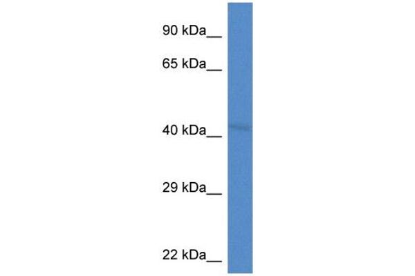 LRP2BP 抗体  (Middle Region)