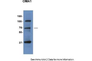 Sample Type: HepG2 cellsPrimary Dilution: 1:1000Secondary Antibody: anti-Rabbit TBST with 5% BSASecondary Dilution: 1:5000Image Submitted by: Hana SabicUniversity of Utah (OMA1 抗体  (Middle Region))